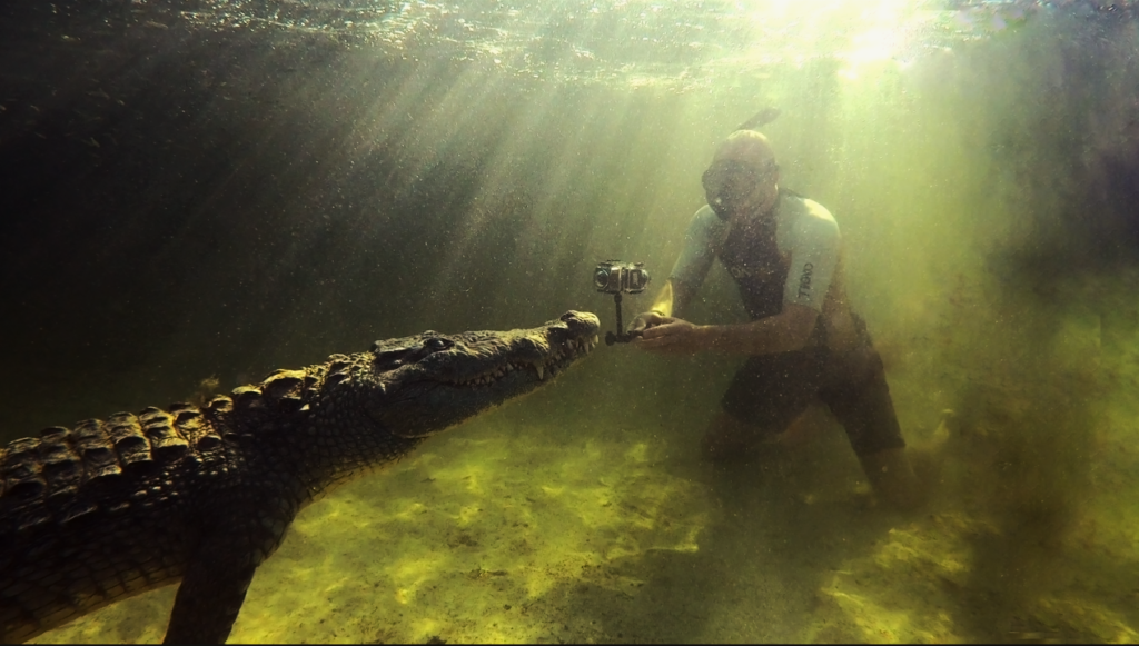 swimming with crocodiles  is it dangerous can you swim with crocodiles crocodile attack footage how can you film crocodiles documentary about biggest crocodile 