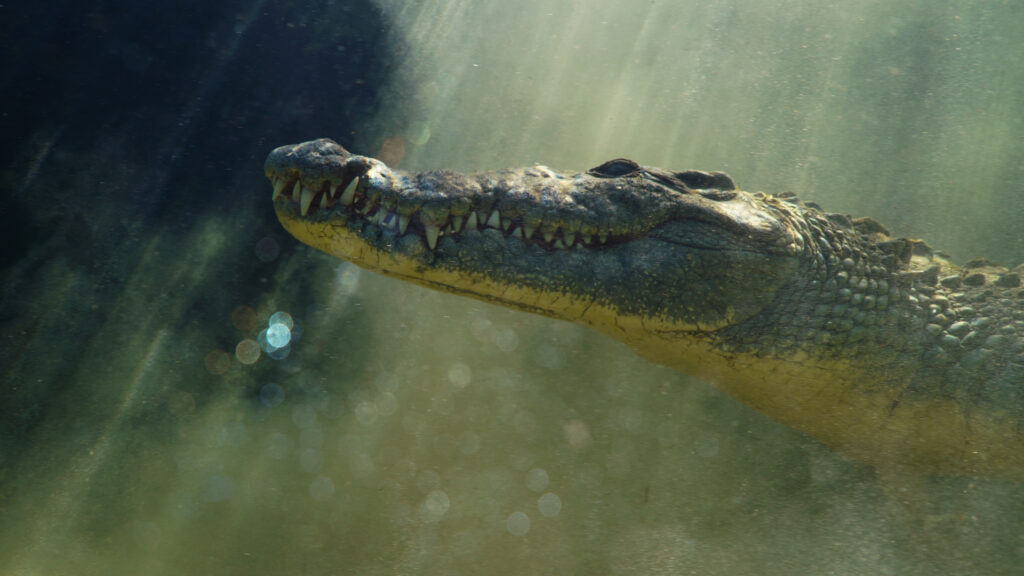 ben loyd holmes sony swimming with crocodiles 